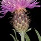 Centaurea hyssopifolia Vahl