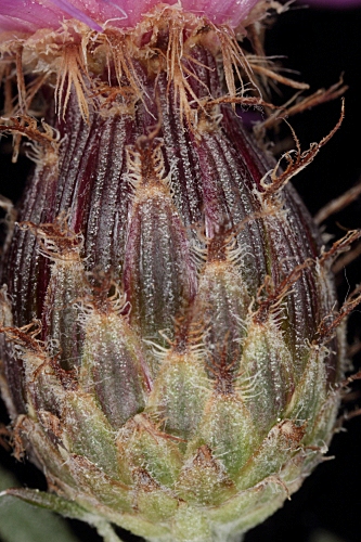 Centaurea hyssopifolia Vahl