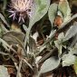Centaurea jaennensis Degen & Debeaux
