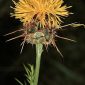 Centaurea kunkelii García-Jacas