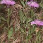 Centaurea malacitana Boiss.