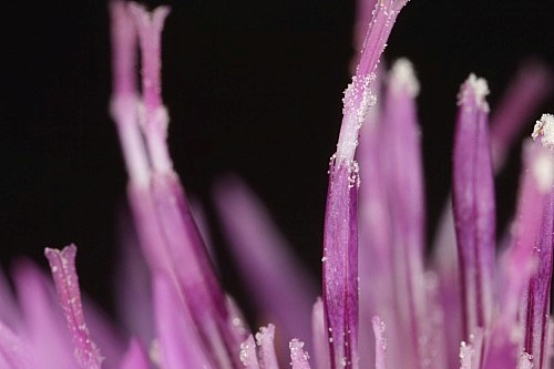 Centaurea malacitana Boiss.