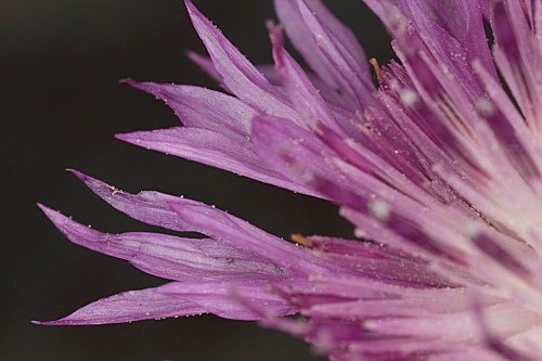 Centaurea malacitana Boiss.