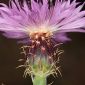 Centaurea malacitana Boiss.