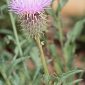 Centaurea maroccana Ball