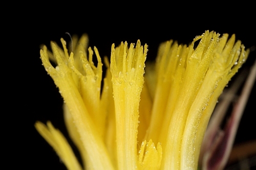 Centaurea melitensis L.