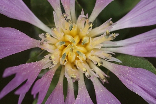 Centaurea pullata L.