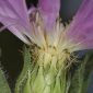 Centaurea pullata L.