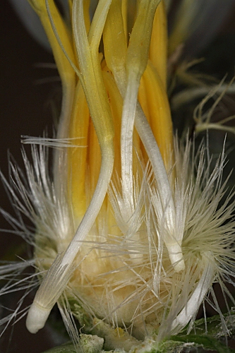 Centaurea pullata L.