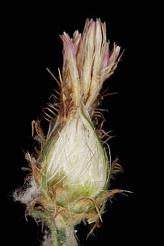 Centaurea pulvinata (Blanca) Blanca