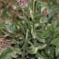 Centaurea scabiosa L.