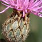 Centaurea scabiosa L.