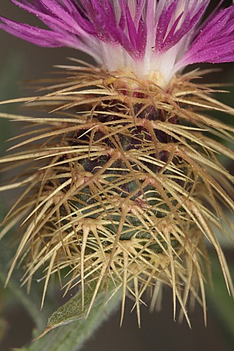 Centaurea seridis L.