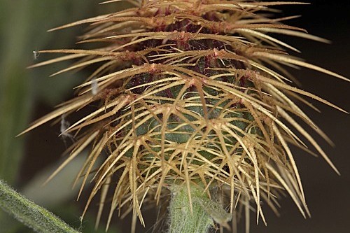 Centaurea seridis L.