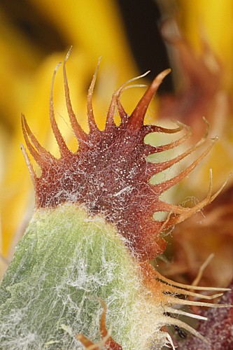 Centaurea haenseleri (Boiss.) Boiss. & Reut.