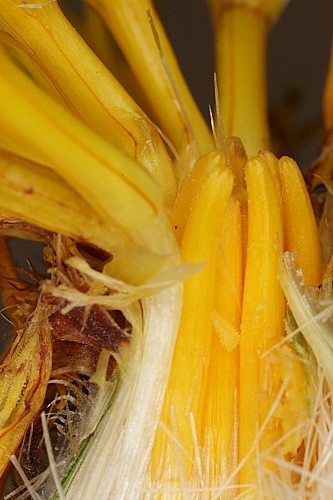 Centaurea haenseleri (Boiss.) Boiss. & Reut.