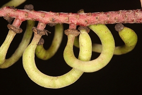 Ceratonia siliqua L.