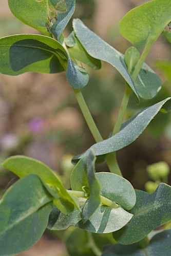 Cerinthe gymnandra subsp. gymnandra Gasp.