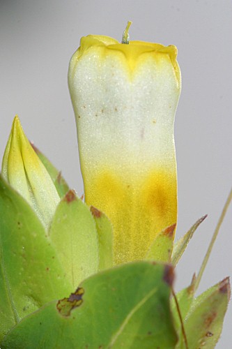 Cerinthe gymnandra subsp. gymnandra Gasp.