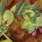 Cerinthe major L.