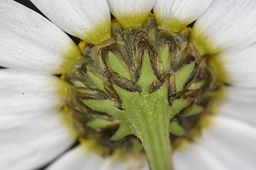 Chamaemelum fuscatum (Brot.) Vasc.