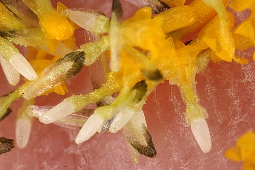 Chamaemelum fuscatum (Brot.) Vasc.