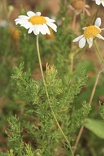 Chamaemelum nobile (L.) All.