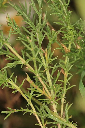 Chamaemelum nobile (L.) All.