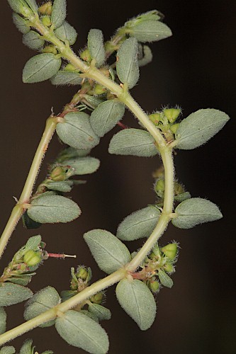 Chamaesyce canescens subsp. canescens (L.) Prokh.