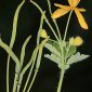 Chelidonium majus L.