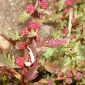 Chenopodium foliosum Asch.
