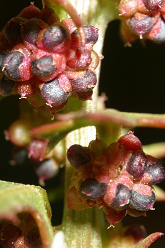 Chenopodium foliosum Asch.