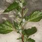 Chenopodium murale L.