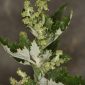 Chenopodium murale L.