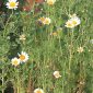 Chrysanthemum coronarium L.