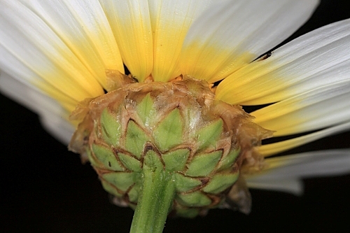 Chrysanthemum coronarium L.