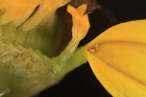 Chrysanthemum coronarium L.