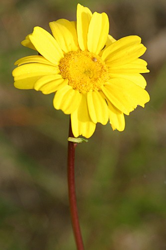 Chrysanthemum segetum L.