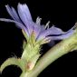 Cichorium intybus L.