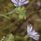 Cichorium intybus L.