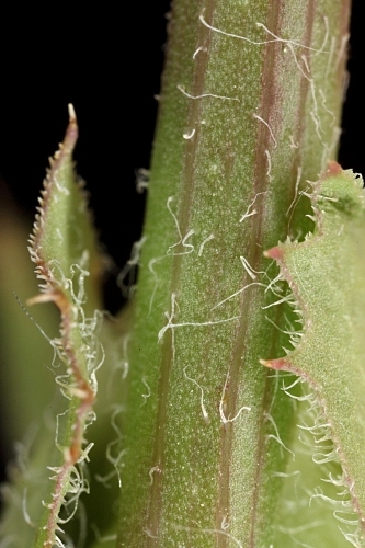 Cichorium intybus L.