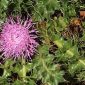 Cirsium acaulon subsp. acaulon (L.) Scop.