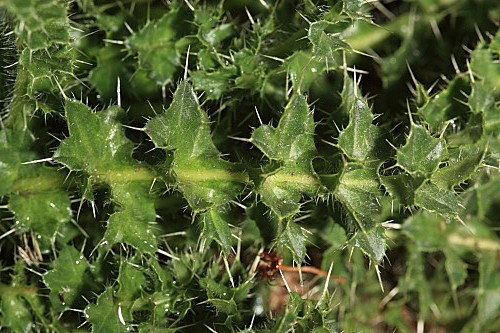 Cirsium acaulon subsp. acaulon (L.) Scop.