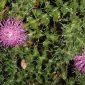 Cirsium acaulon subsp. acaulon (L.) Scop.