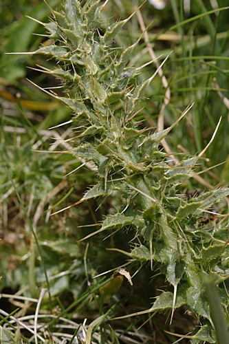 Cirsium acaulon subsp. gregarium (Boiss. ex DC.) Talavera