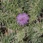Cirsium acaulon subsp. gregarium (Boiss. ex DC.) Talavera