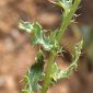 Cirsium arvense (L.) Scop.