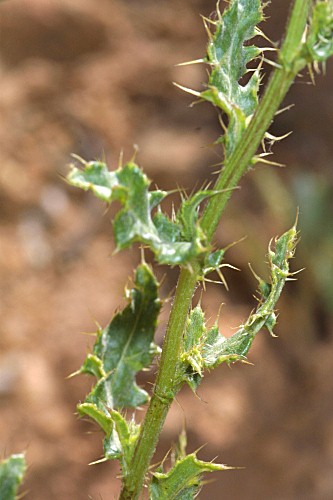 Cirsium arvense (L.) Scop.