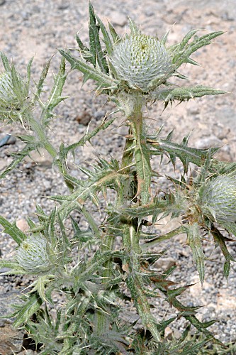 Cirsium echinatum (Desf.) DC.