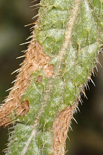 Cirsium echinatum (Desf.) DC.